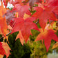 50 AMERICAN SWEETGUM Liquidambar Styraciflua Storax Alligator Sweet Gum Tree Seeds - Great Fall Color! Red Yellow Orange Purple
