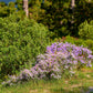 200 Purple Mix SWAN RIVER DAISY Brachyscome Iberidifolia Flower Seeds