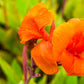 5 ORANGE CANNA LILY Indian Shot Arrowroot Canna Indica Flower Seeds