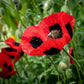 150 Red LADYBIRD POPPY Papaver Commutatum Scarlet Black Flower Seeds