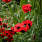 150 Red LADYBIRD POPPY Papaver Commutatum Scarlet Black Flower Seeds