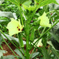 300 CLEMSON Spineless GREEN OKRA Abelmoscgus Esculentus Vegetable Seeds