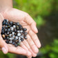 20 JOBS TEARS (Jobi / Coix / Yi Yi Ren / Junos Tears) Coix Lacryma Vegetable Seeds