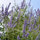 25 CHASTE BERRY TREE Vitex Agnus Castus Monk's Pepper Purple Fragrant Flower Seeds