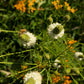 1000 WHITE PRAIRIE CLOVER Dalea Candida Flower Seeds