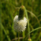 1000 WHITE PRAIRIE CLOVER Dalea Candida Flower Seeds