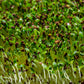 200 Organic BUCKWHEAT Fagopyrum Esculentum Grain Cover Crop Ground Cover Flower Vegetable Seeds