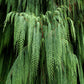 30 Kashmir WEEPING CYPRESS TREE Cupressus Cashmeriana Blue Evergreen Seeds