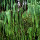 30 Kashmir WEEPING CYPRESS TREE Cupressus Cashmeriana Blue Evergreen Seeds