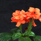 10 ORANGE MARMALADE CROSSANDRA Infundibuliformis Firecracker Flower Houseplant Seeds