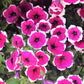 50 PICOTEE MIX PETUNIA Multiflora Mixed Colors Bicolor White Blue Purple Pink Red Flower Seeds