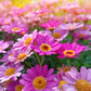 100 Mixed Colors ROBINSONS PAINTED DAISY Chrysanthemum Pink Red Rose & Yellow Pyrethrum Flower Seeds