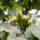 5 AMERICAN HAZELNUT TREE aka Filbert Corylus Americana Fruit Nut Seeds