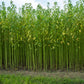 100 TOSSA JUTE Mallow Corchorus Olitorius African Sorrel Bush Okra Twine Vegetable Seeds