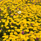 250 GOLDEN MARGUERITE DAISY Dyer's Yellow Chamomile Anthemis Tinctoria Kelwayi Cota Tinctoria  Paris Daisy Herb Flower Seeds