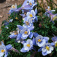 50 Blue ROCKY MOUNTAIN COLUMBINE Aquilegia Caerulea Flower Seeds