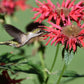 10 Panorama RED BEE BALM Monarda Didyma Oswego Tea Herb Flower Seeds