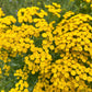 100 YELLOW TANSY Double Golden Buttons Fern Leaf Tanacetum Vulgare Flower Seeds