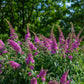 50 VIOLET BUTTERFLY BUSH Buddleja Davidii Purple Flower Seeds