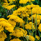 250 GOLD Golden Yellow YARROW Achillea Filipendulina Flower Seeds