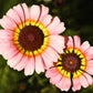 250 TRICOLOR PAINTED DAISY (Pyrenthrum Daisy) Chrysanthemum Carinatum Flower Seeds