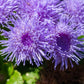 100 Dwarf BLUE MINK AGERATUM Houstonianum Fuzzy Double West Indies Flower Seeds