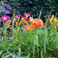 10 MIXED COLORS DAYLILY Hemerocallis Day Lily Fine Mix Red Purple Flower Seeds