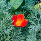1500 MIKADO POPPY Red Orange California Poppy Flower Eschscholzia Californica Seeds