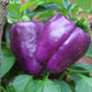 100 LILAC BELL PEPPER Capsicum Annuum Sweet Mild Purple Vegetable Seeds