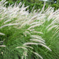 25 DWARF FOUNTAIN GRASS Pennisetum Alopecuroides Hardy Ornamental White Plume Seeds