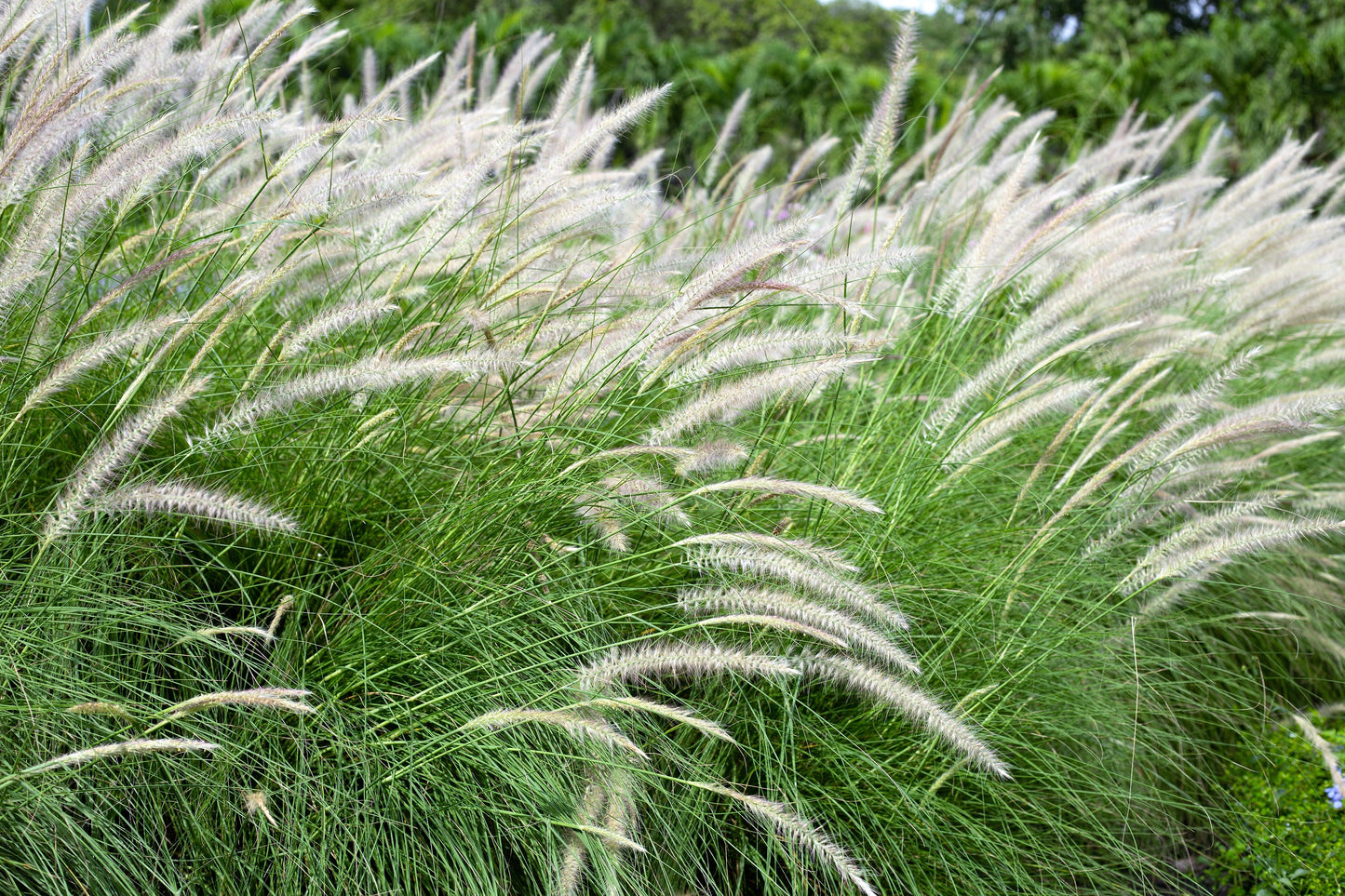 25 DWARF FOUNTAIN GRASS Pennisetum Alopecuroides Hardy Ornamental White Plume Seeds