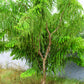 10 INDIAN GOOSEBERRY Phyllanthus Emblica Emblic Edible Fruit Tree Seeds