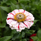 150 PEPPERMINT STICK ZINNIA Mix Mixed Colors Red Stripe Elegans Flower Seeds