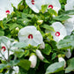 25 Luna WHITE HARDY HIBISCUS Hibiscus Moscheutos Flower Seeds