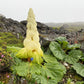 5 NOBLE RHUBARB Rheum Nobile Ornamental Sikkim Himalayan Glasshouse Plant Seeds