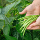 50 TENDERGREEN GREEN BEAN Phaseolus Vulgaris Vegetable Seeds