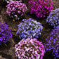 200 MIXED COLORS LOBELIA Regatta Lobelia Erinus Flower Seeds
