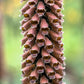 20 MILK CHOCOLATE FOXGLOVE Spanish Digitalis Parviflora Red Brown Flower Seeds