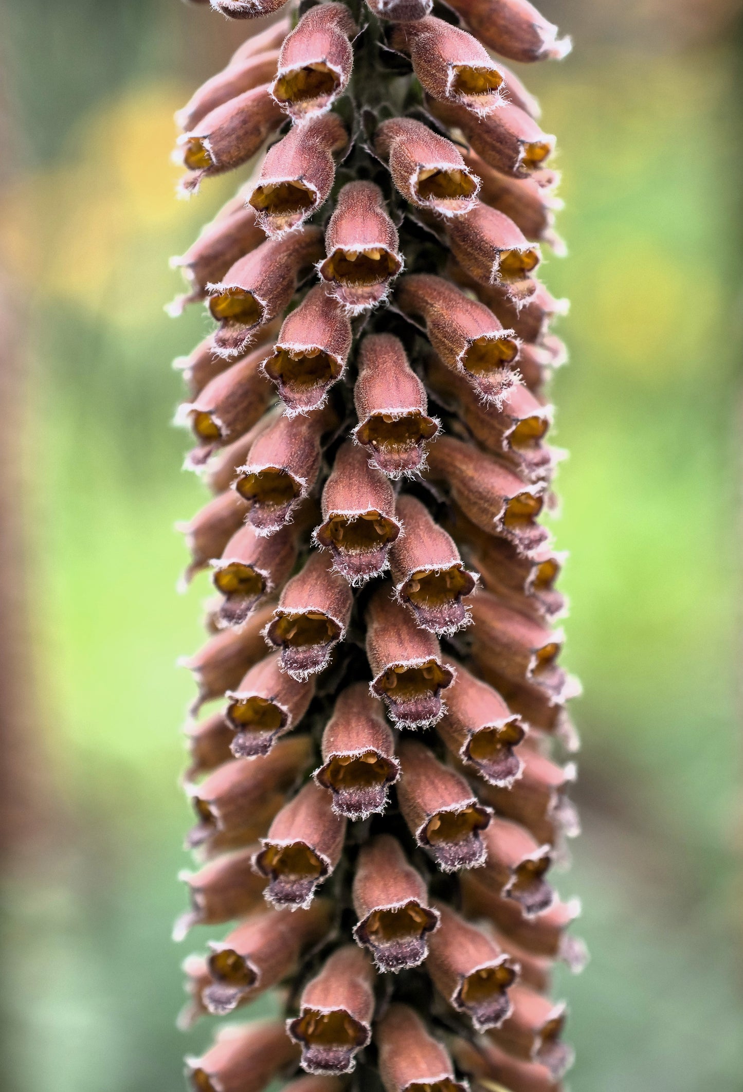 20 MILK CHOCOLATE FOXGLOVE Spanish Digitalis Parviflora Red Brown Flower Seeds