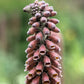20 MILK CHOCOLATE FOXGLOVE Spanish Digitalis Parviflora Red Brown Flower Seeds