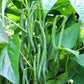 50 GREENCROP GREEN BEAN Phaseolus Vulgaris Vegetable Seeds