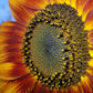 100 Mixed EVENING COLORS SUNFLOWER Helianthus Annuus Orange Red Gold Flower Seeds