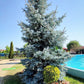 50 Colorado BLUE SPRUCE Tree Picea Pungens Glauca Christmas Tree White Silver Spruce Evergreen Seeds