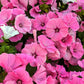 200 ROSE MALLOW MIX (Bush Mallow) Hibiscus Lavatera Trimestris Flower Seeds