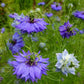 500 LOVE In A MIST PERSIAN Jewels Mixed Colors (Fennel Flower) Nigella Damascena Flower Seeds