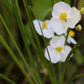 500 White Broadleaf ARROWHEAD Sagittaria Latifolia POND WETLAND Flower Seeds