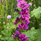 20 MAURITIAN MALVA Mallow Malva sylvestris var. mauritania Flower Seeds
