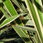 10 Variegated NEW ZEALAND FLAX Phormium Tenax Variegatum Ornamental Grass Flower Seeds