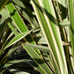10 Variegated NEW ZEALAND FLAX Phormium Tenax Variegatum Ornamental Grass Flower Seeds