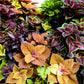 100 Mixed Colors COLEUS RAINBOW MIX Shade Houseplant Solenostemon Flower Seeds